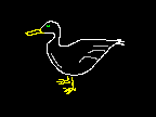 Quack, quack - it's a Wood Duck