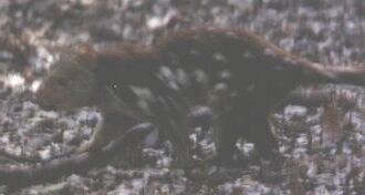 The endangered Spotted-tailed, or Tiger, Quoll (Dasyurus maculatus)